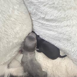 Luna - Blue female Pomeranian puppy in Mc Farland, California from O.M.G_POMS