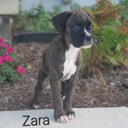 Zara - Brindle female Boxer puppy in Newville, Pennsylvania from Zimmerman's Pets