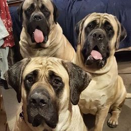 Mastiffs from Tundra Mastiffs