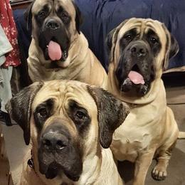 Mastiffs from Tundra Mastiffs