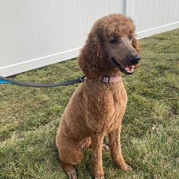 Nutmeg - Poodle