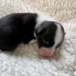Border Collie Puppies from Pineview Farm