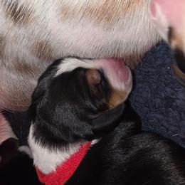 Red - Black brown and white female Basset Hound puppy in Russellville, Kentucky from Morse's Basset Hounds
