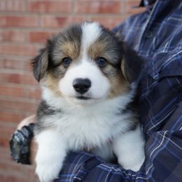 Larry the Cucumber 🥒- Fluffy - Black and tan Pembroke Welsh Corgi puppy in Kempner, Texas from Shining A Ranch