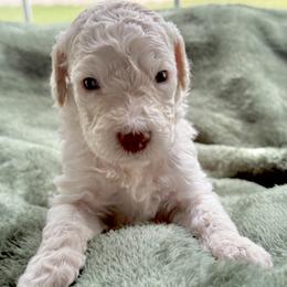 Orange Collar Male - White male Poodle puppy in Screven, Georgia from Dreamland Standard Poodles