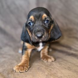 Lily - Black brown and white female Basset Hound puppy in Yarnell, Arizona from Boulder Oak Bassets