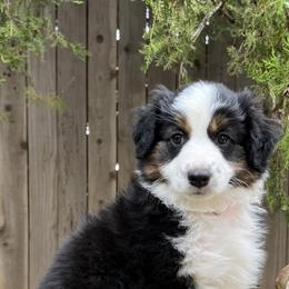 Mastiff and Miniature Australian Shepherd Puppies from Blackberry Cabin Farms