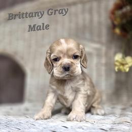 Brittany grey male - Buff male Cocker Spaniel puppy in Bonsall, California from CuttinBlue Farms