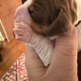 Bash (black collar) - Tri-Roan male English Springer Spaniel puppy in Statesville, North Carolina from Rockin’ Slow Farms