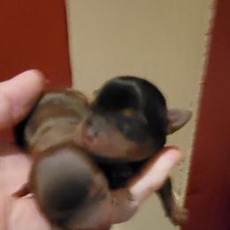 Purple - Black and tan female Yorkshire Terrier puppy in Chickasha, Oklahoma from SISSYS YORKIES
