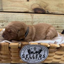 Rubble - Dark golden male Golden Retriever puppy in Pelham, Georgia from Sellers Kennels