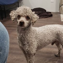 Charlie - Poodle