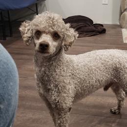 Charlie - Poodle