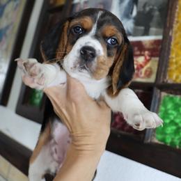 Girl 2 - Black tan and white female Beagle puppy in Susanville, California from Homegrown Beagles