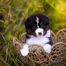 Jasmine - Black tri-color female Australian Shepherd puppy in Georgetown, Texas from River Reign Australian Shepherds