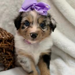 Purple collar - Blue merle female Aussiedoodle puppy in 32046, Florida from River Hill Ranch