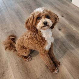 Harry - Goldendoodle