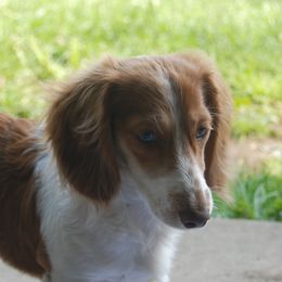 Avril - Dachshund