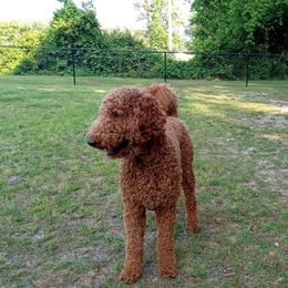 Goldendoodle and Shihpoo Puppies from Peace, Love, and Puppies at the Creek