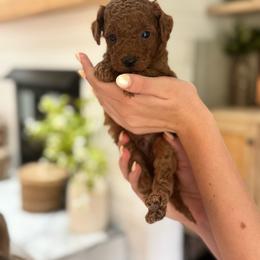 Oliver - Red  male Goldendoodle puppy in Alamance County, North Carolina from Doodle Squad Puppies