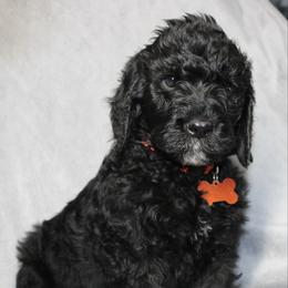 Donner - Black male Goldendoodle puppy in Howard City, Michigan from Doodles and Chaos