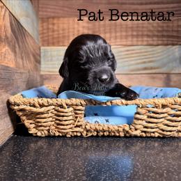 Pat Benatar - Black female Newfoundland puppy in Tully, New York from Bear Paw Newfoundlands