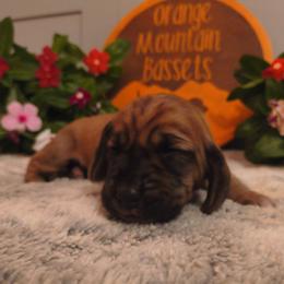 Female 4 - Mahogany and white female Basset Hound puppy in Robbins, Tennessee from Orange Mountain Basset Hounds