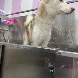 Siberian Husky puppies from Oasis Kennels