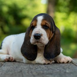 Girl 1 - Black brown and white female Basset Hound puppy in Harwood, Missouri from Bar H Farms