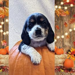Beagle Puppies from Jennifer Knapp's Beagles