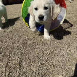 Golden Retriever Puppies from Hudsons Golden Retrievers