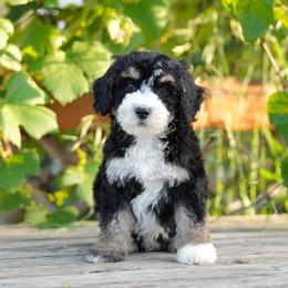 Rocky - Tri-color male Bernedoodle puppy in Spokane, Washington from Lilac City Doodles