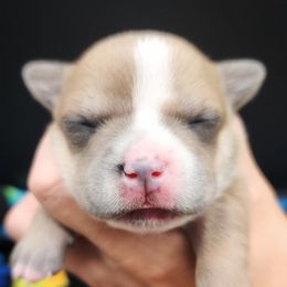 Gretchen - Fawn female Staffordshire Bull Terrier puppy in Dallas, Texas from Wild Blue Staffords