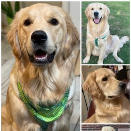Golden Retriever Puppies from Oklahoma’s Enchanted Goldens