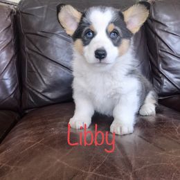 Pembroke Welsh Corgi Puppies from Country Rubys