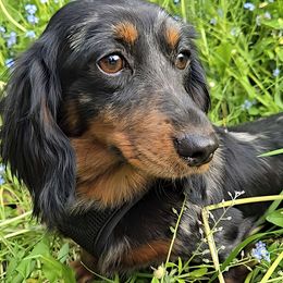 DIXIE - Dachshund