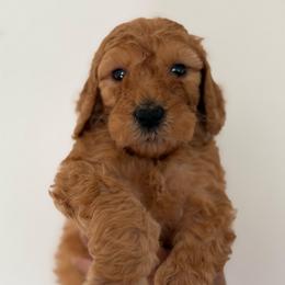 Girl 1 (purple collar) - Apricot female Goldendoodle puppy in San Diego, California from Southside Doodles
