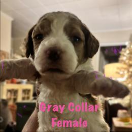 Noel- Gray Collar - Parti female Goldendoodle puppy in Eunice, Louisiana from Maison De Pawz