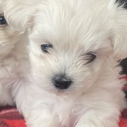 Maltese and Yorkshire Terriers from Happy Tail Yorkies and Maltese