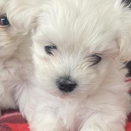 Maltese and Yorkshire Terriers from Happy Tail Yorkies and Maltese