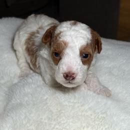 AKC Cider - Male - Clear - Parti male Poodle puppy in Tampa, Florida from The Sweet Life of a Toy Poodle