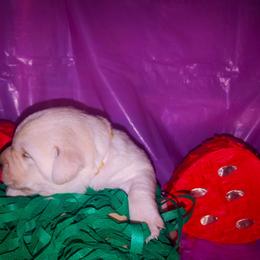 Yellow collar - Yellow female Labrador Retriever puppy in Holyoke, Massachusetts from Urban Oak Labradors LLC