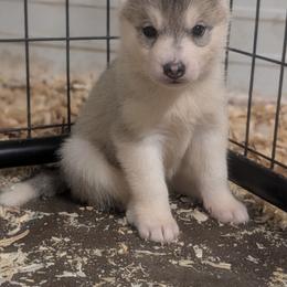 Saucy - Gray and white female Siberian Husky puppy in Amery, Wisconsin from Liberty Siberians