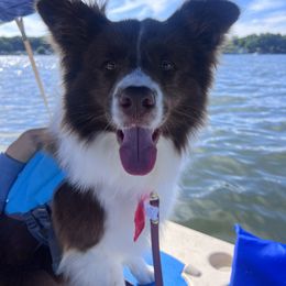 Border Collies from Everbright Border Collies