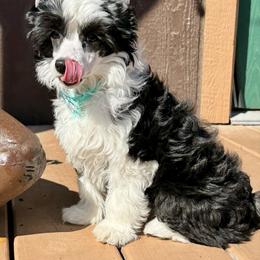 Squid - Black and white female Chinese Crested puppy in New Smyrna Beach, Florida from FronkLinn Kennel