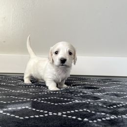 Coco - Cream female Dachshund puppy in Shelley, Idaho from Journey’s End Dachshunds