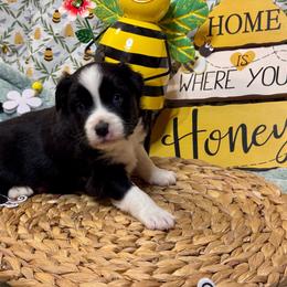 Inky - Black & white male Miniature Australian Shepherd puppy in California from Eagle River Aussies