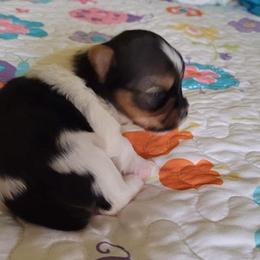 Yorkshire Terrier Puppies from Paw-Perfect Palace