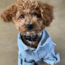 Maltipoo Puppies from Ollie-Pop Paws Breeding