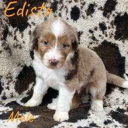 Edisto - Red merle male Aussiedoodle puppy in Cleveland, Tennessee from C&S Kennels